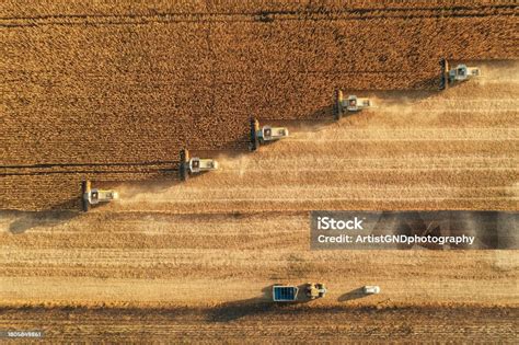 Harvesting In Agriculture Crop Field Stock Photo - Download Image Now - Agriculture ...