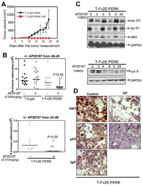 Activation Of Fv2e Perk Inhibits Tumor Growth In Vivo Download