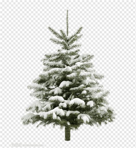 Pine Trees Snowy Winter Tree Snow Branches Snow Png Pngwing