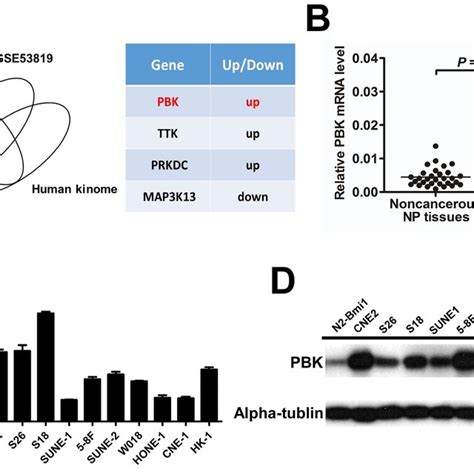 Pbktopk Expression Is Frequently Upregulated In Npc Tissues And Cell