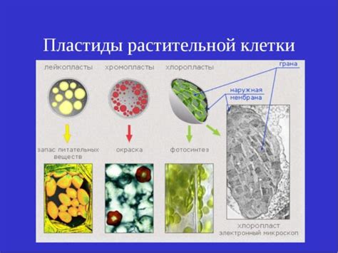 Пластиды – определение, виды, строение и функции в таблице кратко (5 ...