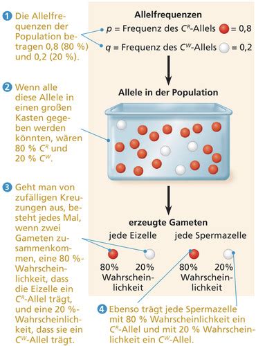 Entwicklung von Populationen Ökologie Beziehungen zwischen Lebewesen