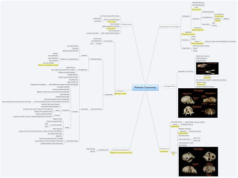 Primate Taxonomy | Scott - Xmind