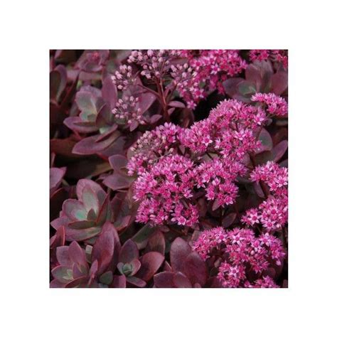 SunSparkler Firecracker Sedum Nature Hills Nursery Firecracker Sedum