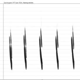 Echolocation calls of Dauben ton's bats. Left: bat hunting over a small ...