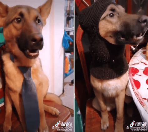 Video Viral Perro Se Vuelve Popular En Tik Tok Tras Realizar Pico