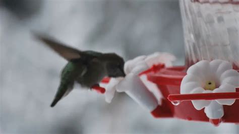 A Hummingbirds Winter - To Migrate Or Not To Migrate