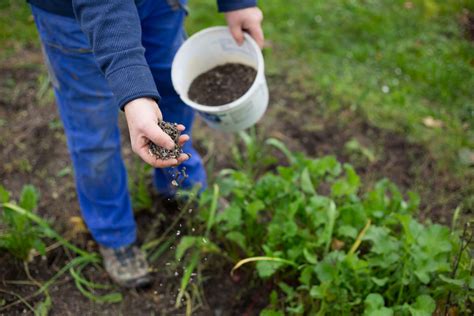 Steinmehl Herkunft Und Anwendung Im Garten Zur Bodenverbesserung