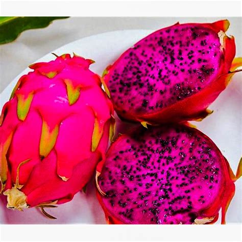 Muda De Pitaya Rosa Leaves N Drops