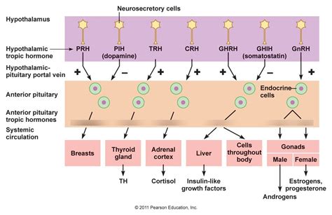 Anterior Pituitary Hormones Diagram | Quizlet