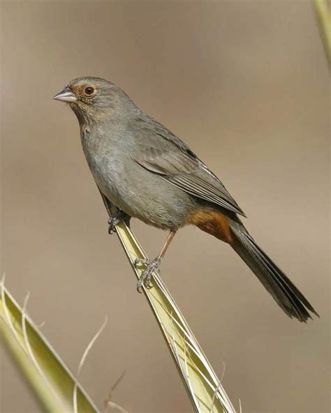 California towhee - Alchetron, The Free Social Encyclopedia