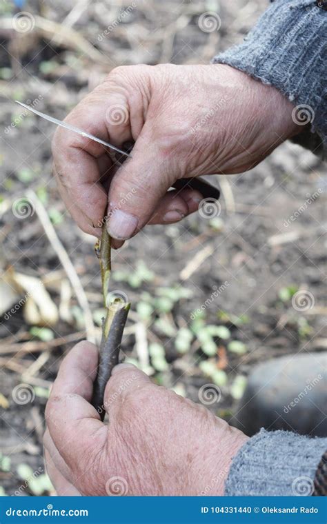 Old Gardener Preparing Apple Tree Branch for Grafting with ...