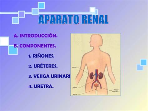 Sistema Urinario Anatomía Microscópica Ii Histología Ppt