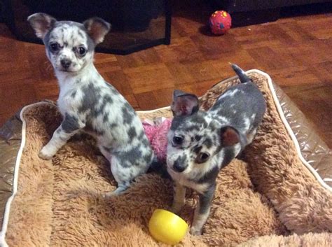 Blue Merle Chihuahua Pups 9 Weeks Blue Merle Chihuahua Merle Chihuahua Chihuahua