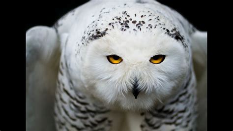 Snowy Owl Sound Snowy Owl Sound Effect Owl Noises Nature Sounds