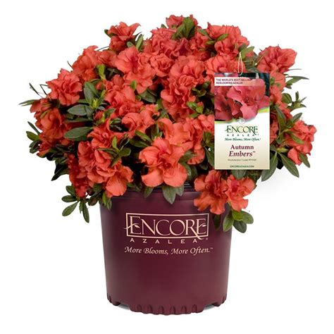 Autumn Embers™ Encore® Azalea | PlantAddicts.com