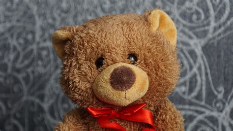 teddy  softness children toys furry teddy bear focus