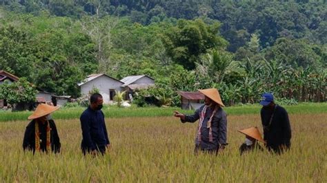 Produksi Gabah Kering Giling Di Kalbar Sejak Januari Hingga September