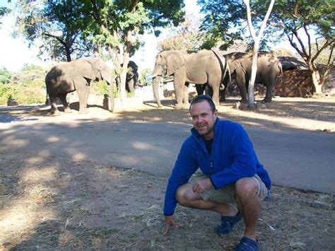 Elephants in Victoria Falls Town Centre - An exciting occurrence