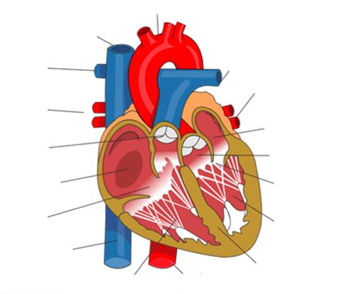 Diagramme De Physiologie Cardiovasculaire Joret Quizlet