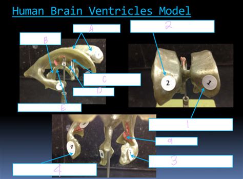 Human Ventricles Model Flashcards Quizlet