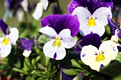 Viola Tricolor Stock Photo | Royalty-Free | FreeImages