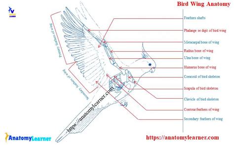 Bird Wing Anatomy with a Diagram - Bones, Muscles, Joints, and Vessels » AnatomyLearner >> The ...