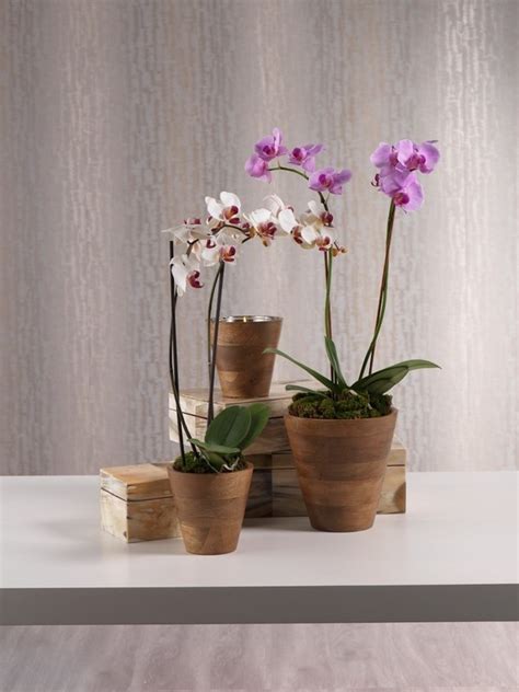 Orchid decorative pots