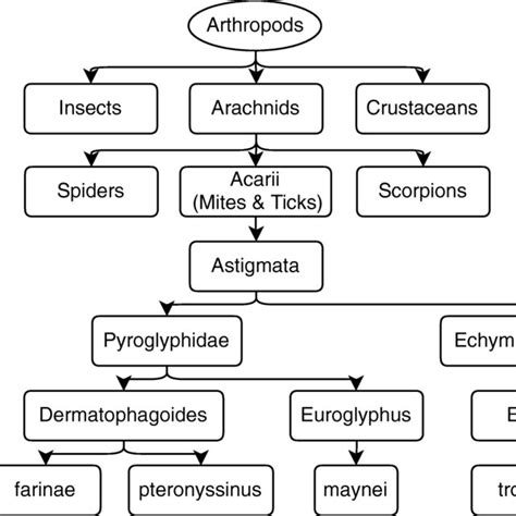 Setae On D Pteronyssinus Mite Arrows Photo © Mission Allergy