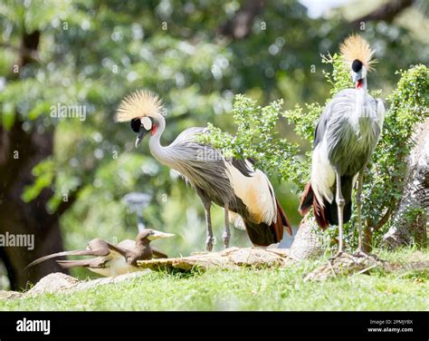 Grey Crowned Cranes Standing In The Grass Stock Photo Alamy