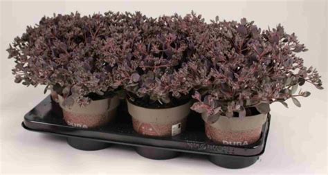 Sedum Cauticola Red Canyon Plant Wholesale Floraccess