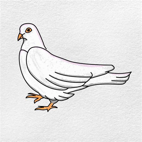 Dove Bird Drawing For Kids