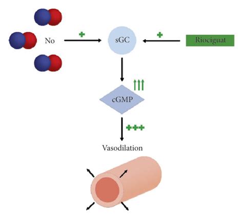 The Figure Demonstrates A Simplified No Sgc Cgmp Pathway Compromised