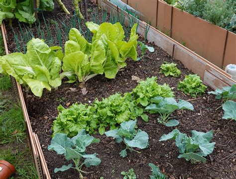 5 Ways to Treat Powdery Mildew on Pumpkin Plants