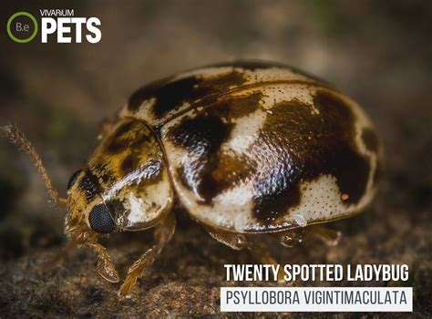 20 Spotted Lady Beetle A Psyllobora Vigintimaculata Guide