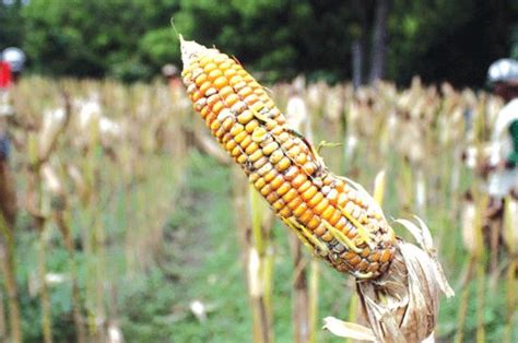 Penyakit Tanaman Jagung