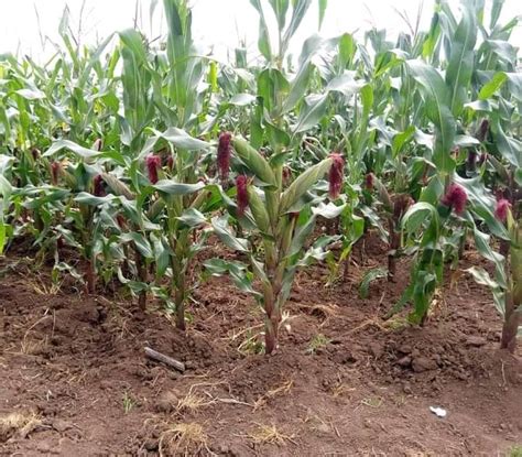 Number Of Maize Farmers In Kenya Farmer Foto Collections