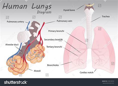 Human Lungs Diagram Stock Vector Illustration Shutterstock