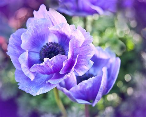 Purple Poppies Photograph By Beverly Hanson Fine Art America