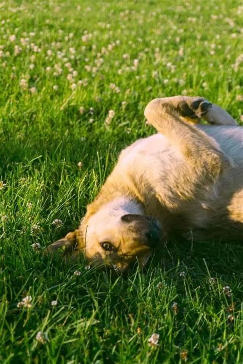 Why Do Dogs Roll On Their Backs 5 Cute Reasons