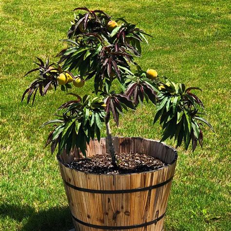 Bonfire Patio Peach Trees For Sale