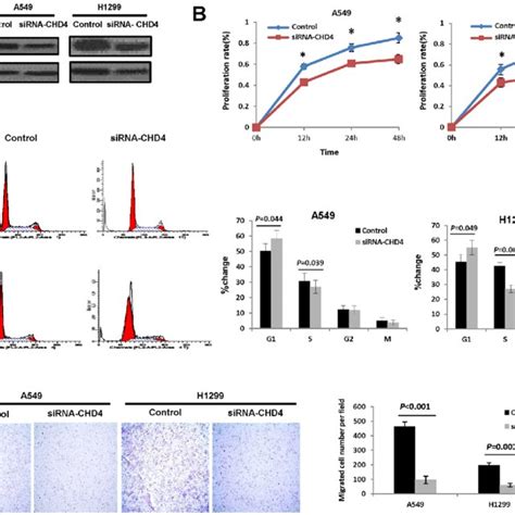 The Effects Of Chd Down Regulation On Nsclc Cell Proliferation And