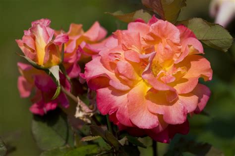 15 Floribunda Roses For The Flower Garden