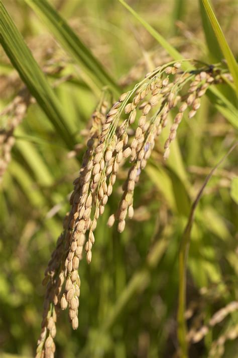 Yun Free Stock Photos No An Ear Of Rice Grows Japan Nagasaki