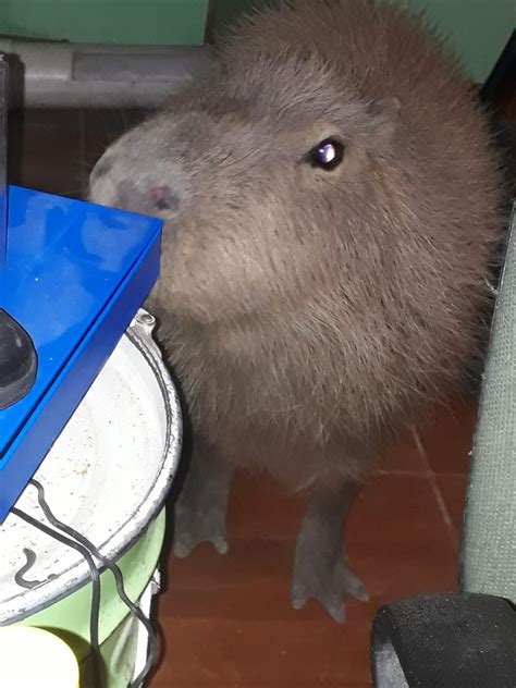 Pet capybara Carpi has cute eyes... I think? : r/capybara