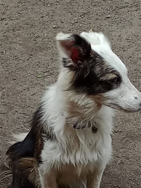 Oddam roczna Border Collie Słupca OLX pl