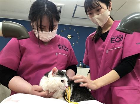 【動物看護師専攻】オレオちゃん元気でね！！！ 【スタッフブログ】eco日記｜名古屋eco動物海洋専門学校