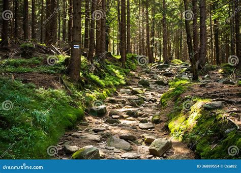 Steiniger Weg Im Wald Stockbilder Bild