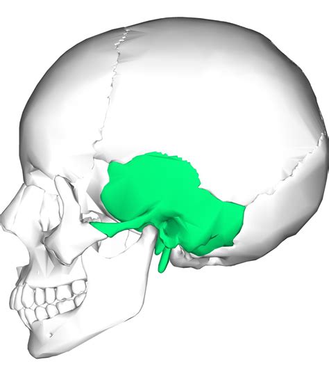 Skull Bone Landmarks Flashcards | Memorang