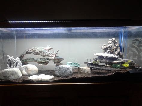 The Beginning R Plantedtank